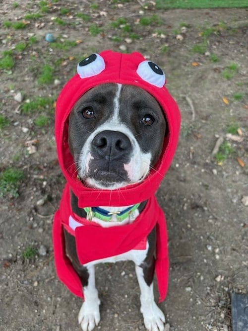 AC - RIPPLE - American Pit Bull Terrier / Beagle available for adoption