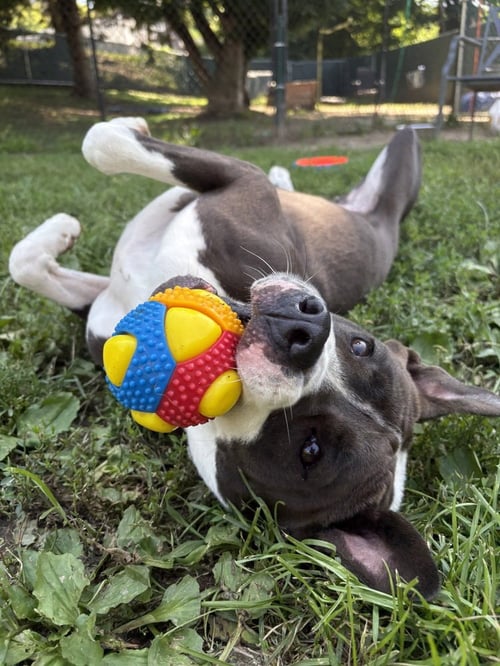 AC - RIPPLE - American Pit Bull Terrier / Beagle available for adoption