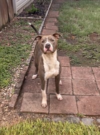 Hank the Handsome - Photo 3