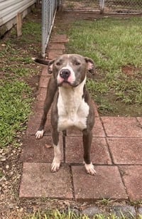 Hank the Handsome - Photo 4