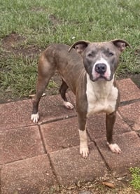 Hank the Handsome - Photo 2