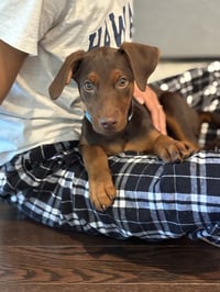 Sprout (Briar's Litter) - Photo 2