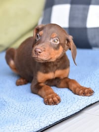 Sprout (Briar's Litter) - Photo 4