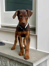 Sprout (Briar's Litter) - Photo 1