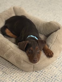 Sprout (Briar's Litter) - Photo 3