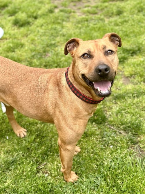 BARNUM - American Staffordshire Terrier / Rhodesian Ridgeback available for adoption