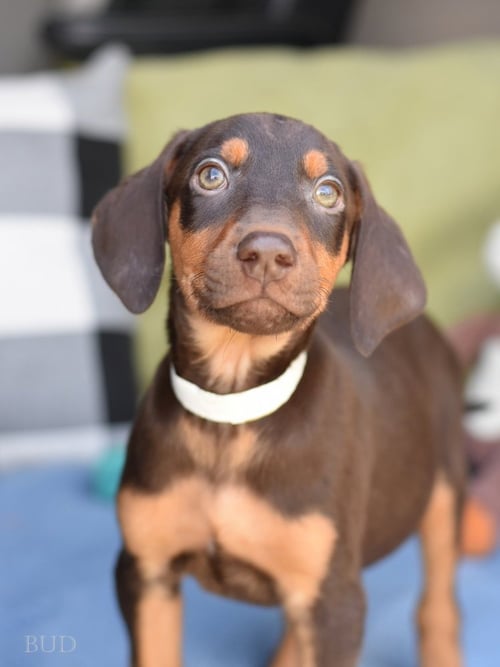BUD (BRIAR'S LITTER)