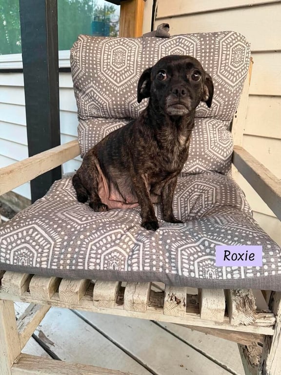 Roxie (Momma) Image
