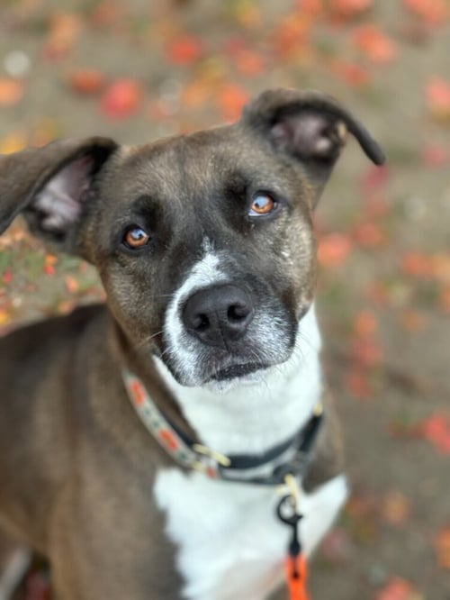 AC - SHARON - Labrador Retriever / Border Collie available for adoption