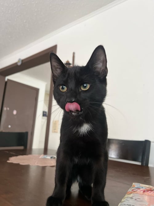 BLACKY - Domestic Short Hair available for adoption