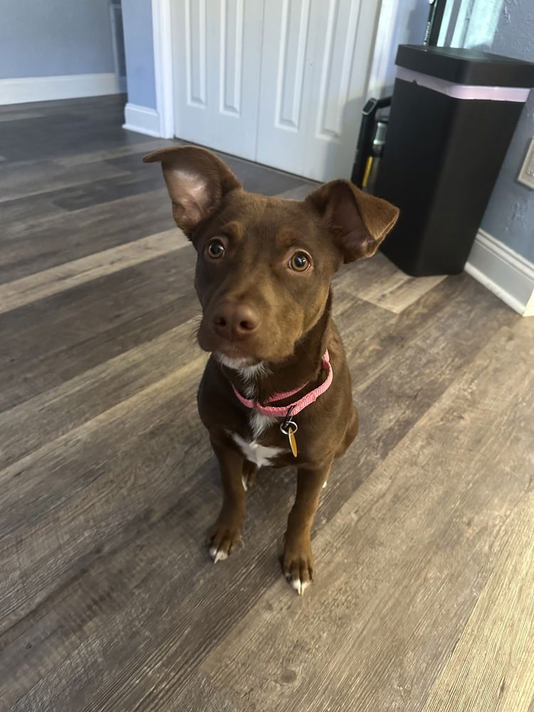 LUCY (SUZIE'S LITTER) - Labrador Retriever / Australian Cattle Dog/Blue Heeler available for adoption