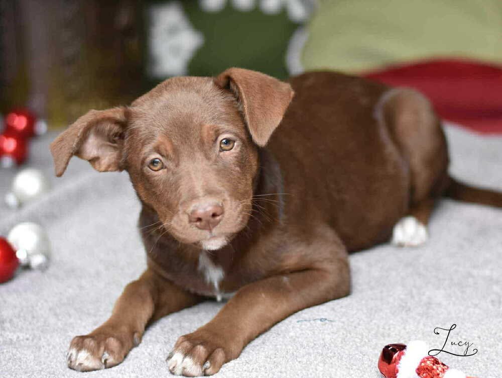 Lucy (Suzie's Litter) - Photo 3