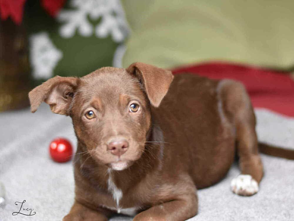 Lucy (Suzie's Litter) - Photo 4