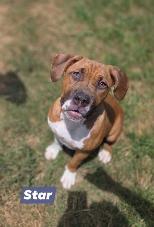 STAR - Boxer available for adoption