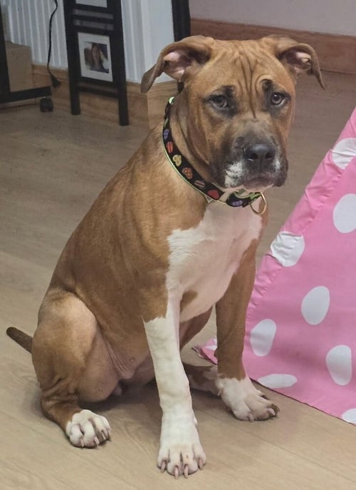 STAR - Boxer available for adoption