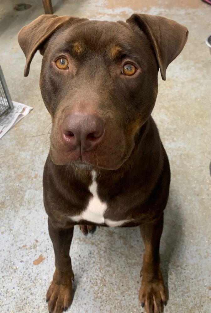 SPIKE (FROM GA) - Labrador Retriever / American Staffordshire Terrier available for adoption