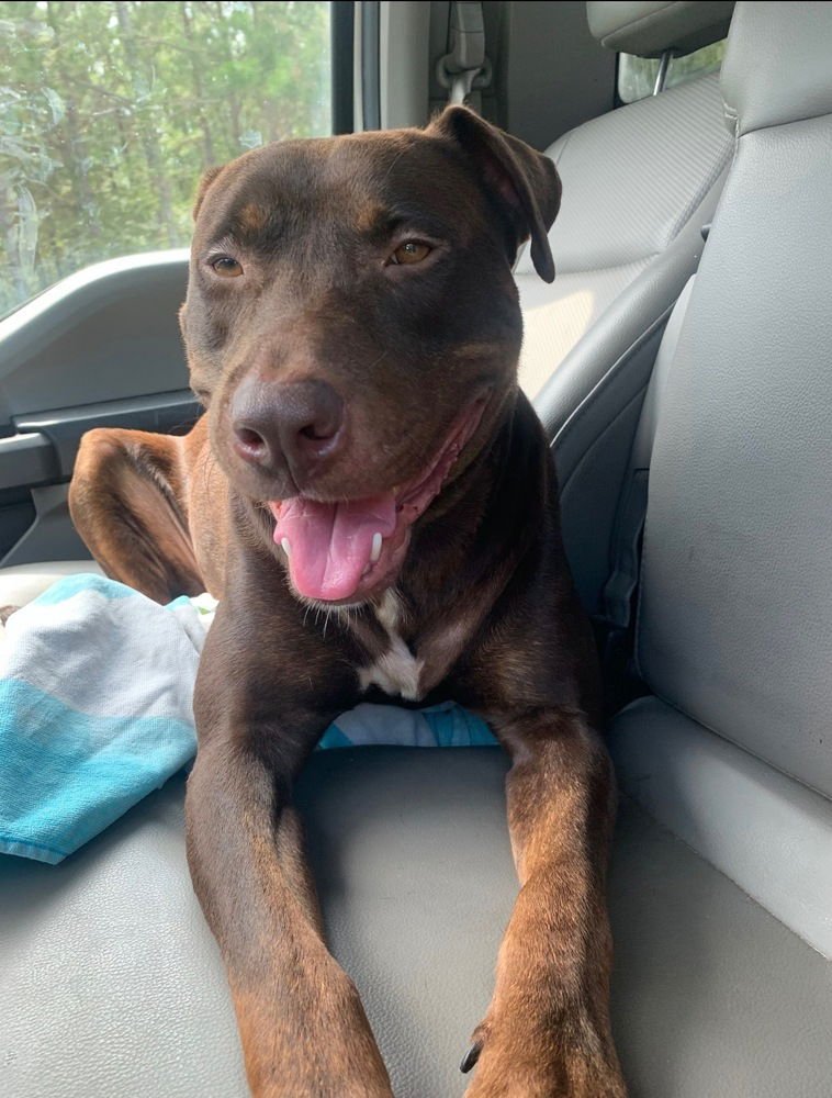 SPIKE (FROM GA) - Labrador Retriever / American Staffordshire Terrier available for adoption