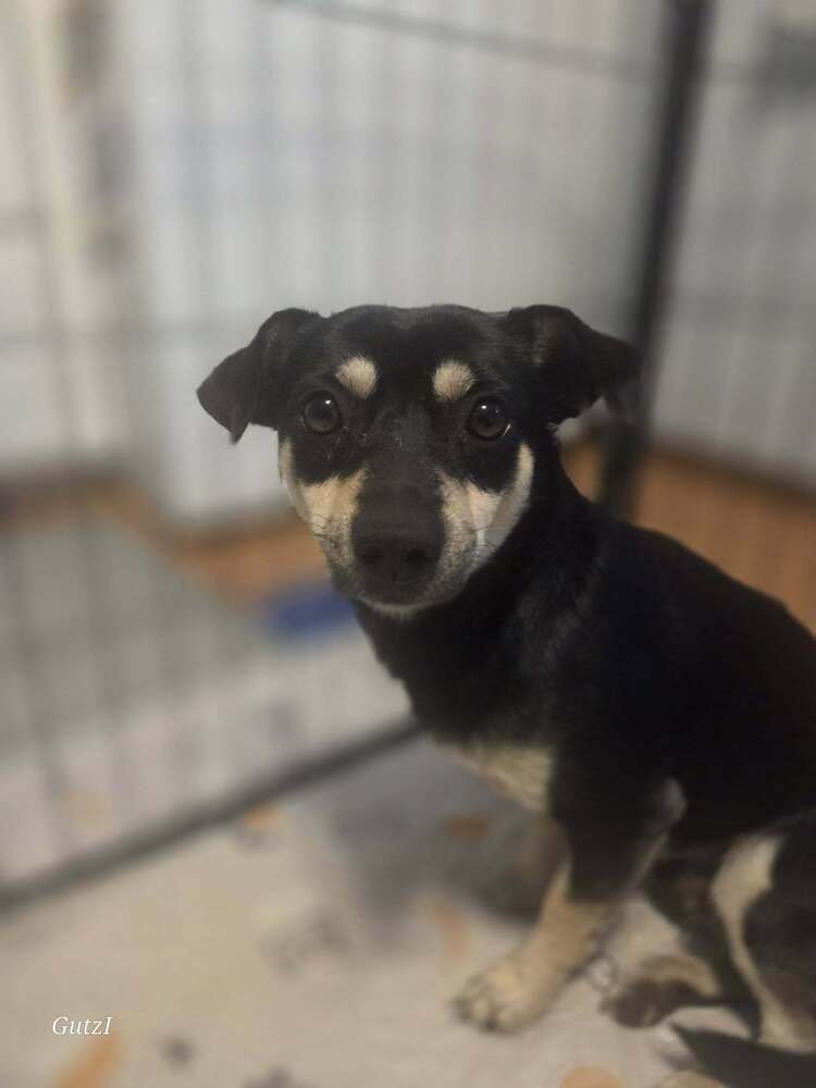 LICORICE (MCALLEN TRIO) - Dachshund / Chihuahua available for adoption