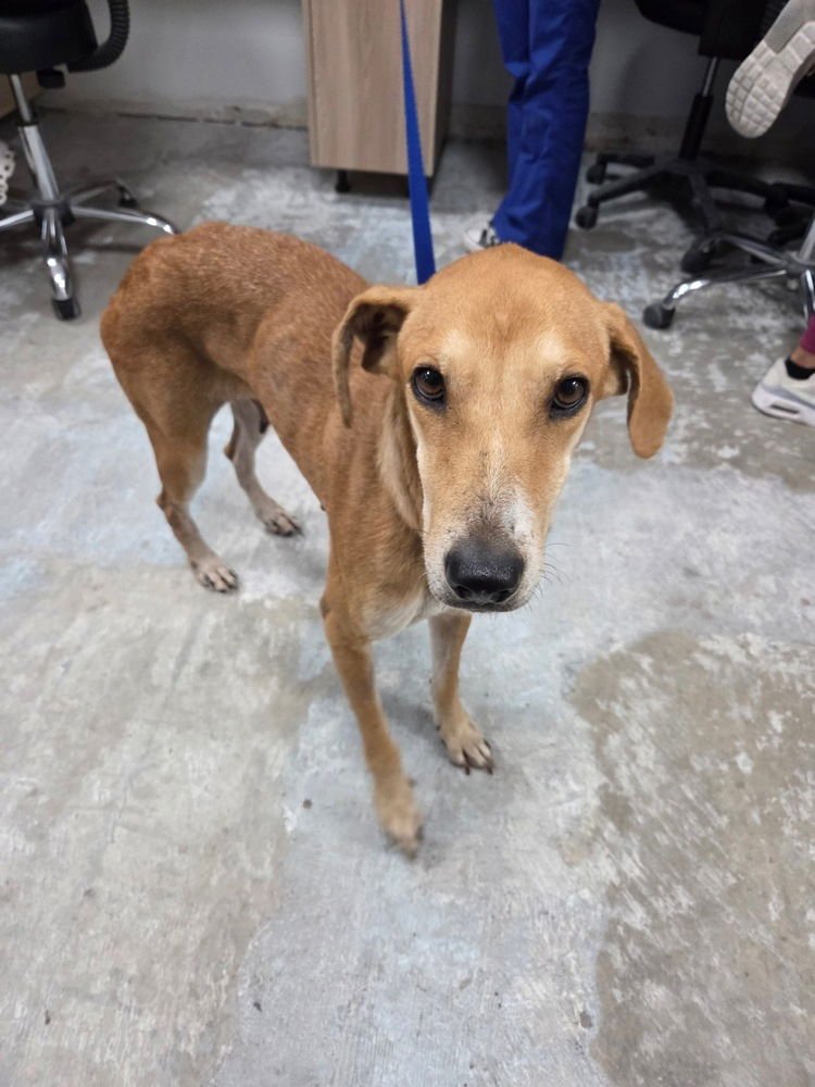 HADLEY (VALLEY) - Hound available for adoption