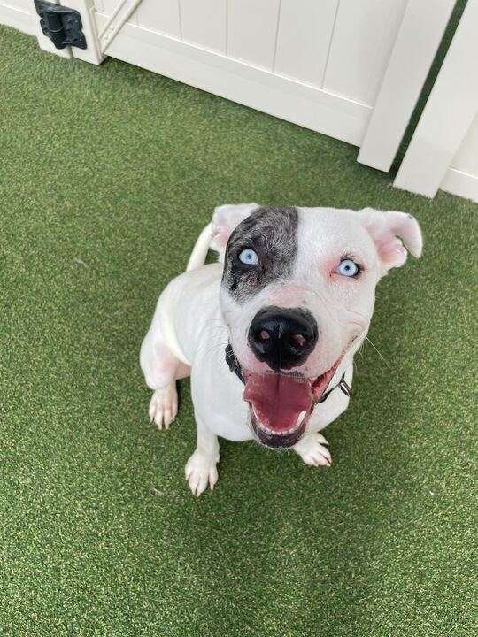 ZERO (TWIX KIT KAT'S LITTER) - Pit Bull Terrier / Labrador Retriever available for adoption