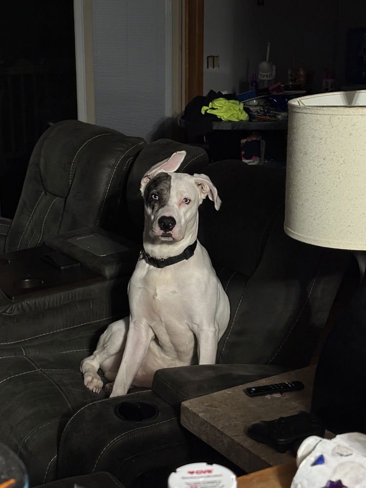 ZERO (TWIX KIT KAT'S LITTER) - Pit Bull Terrier / Labrador Retriever available for adoption