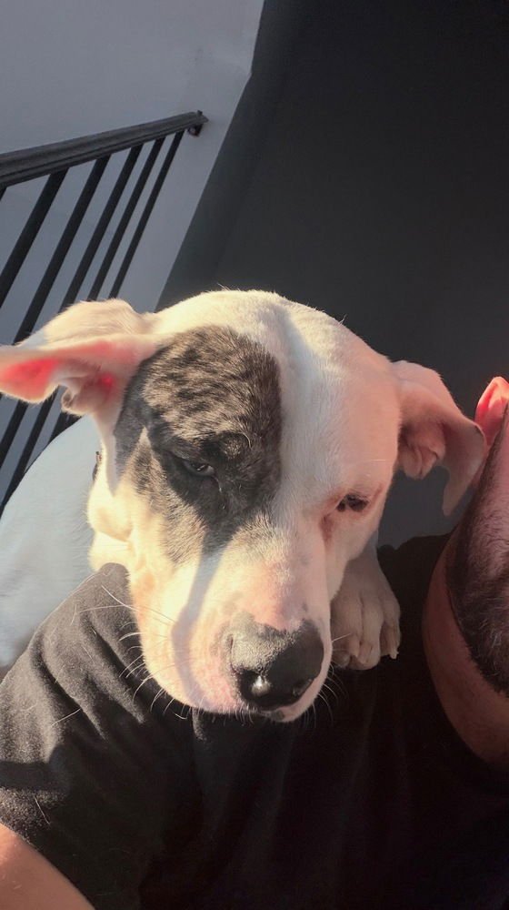 Zero (Twix Kit Kat's Litter) - Photo 3