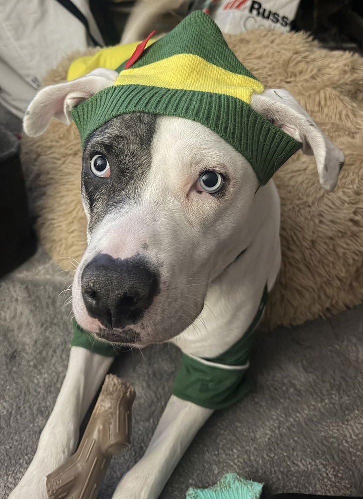 Zero (Twix Kit Kat's Litter) - Photo 4