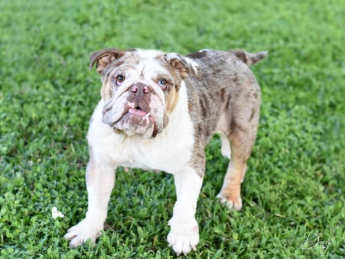 DAISY THE BULLDOG - Bulldog available for adoption