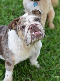 Daisy the bulldog - Photo 2