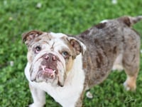 Daisy the bulldog - Photo 3