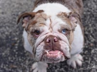 Daisy the bulldog - Photo 4