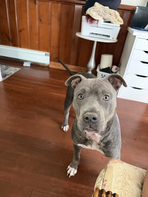 LONDON - Pit Bull Terrier available for adoption