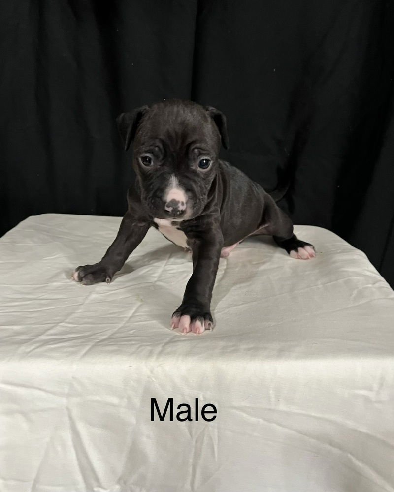 RAMON (NORMA'S PUPS) - American Staffordshire Terrier / American Pit Bull Terrier available for adoption