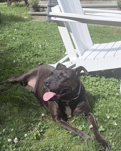 GLORIA GIRL - Staffordshire Bull Terrier available for adoption