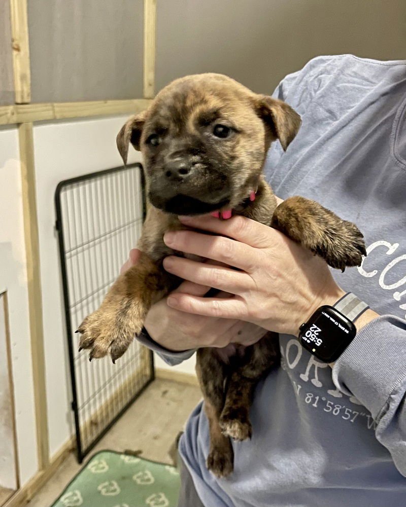 HAIL (FREEZE LITTER) - Staffordshire Bull Terrier / American Staffordshire Terrier available for adoption