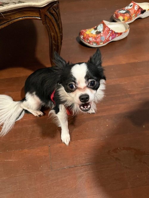 OREO COOKIE - Chihuahua available for adoption