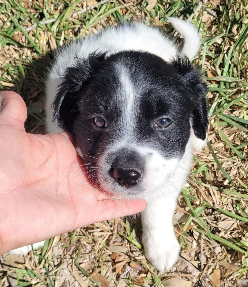 WYATT (OAKLEY'S LITTER) - Border Collie available for adoption