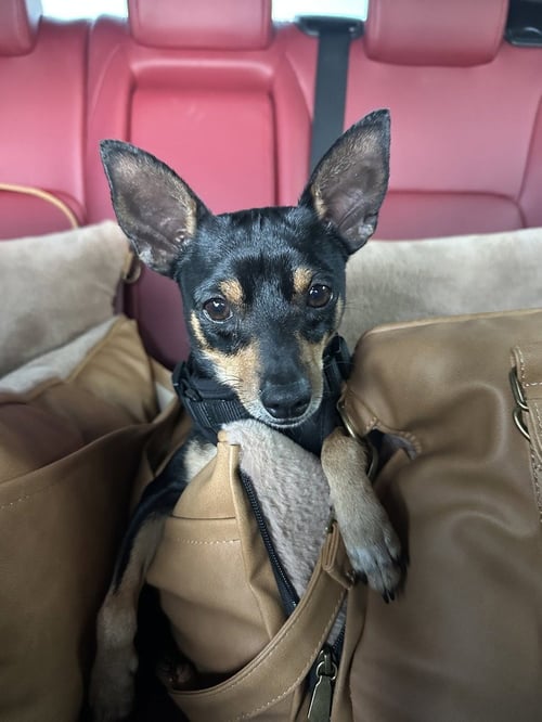 HOUSTON - Miniature Pinscher available for adoption