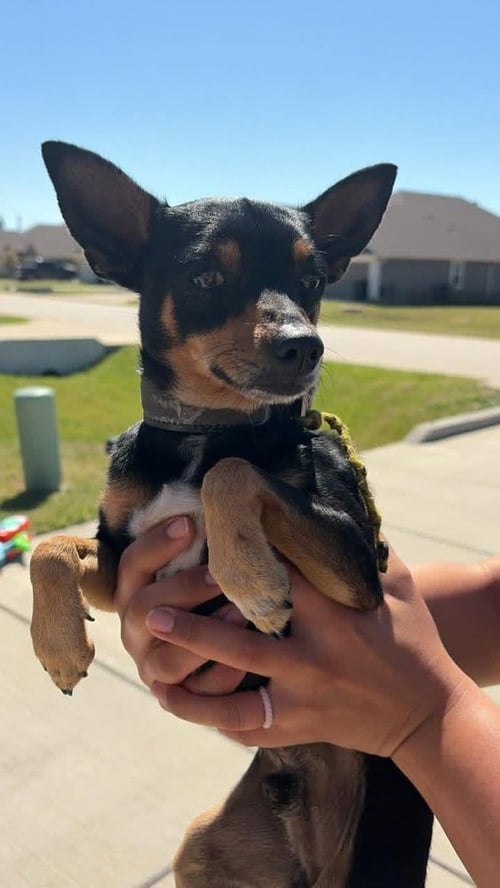 HOUSTON - Miniature Pinscher available for adoption