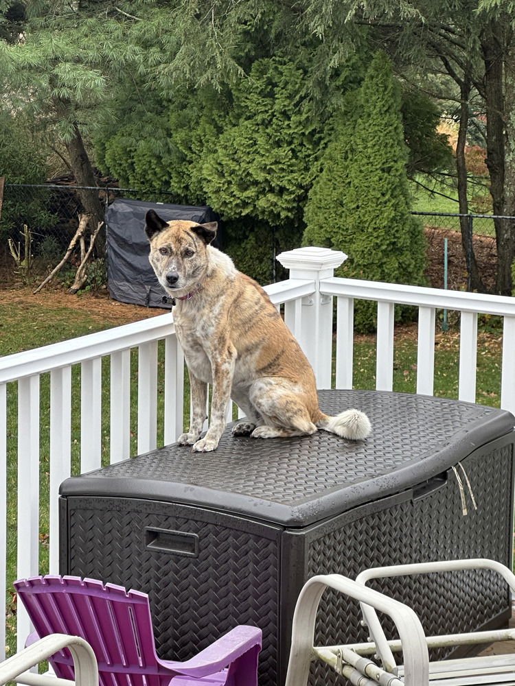 GILI - Akita / Mountain Dog available for adoption