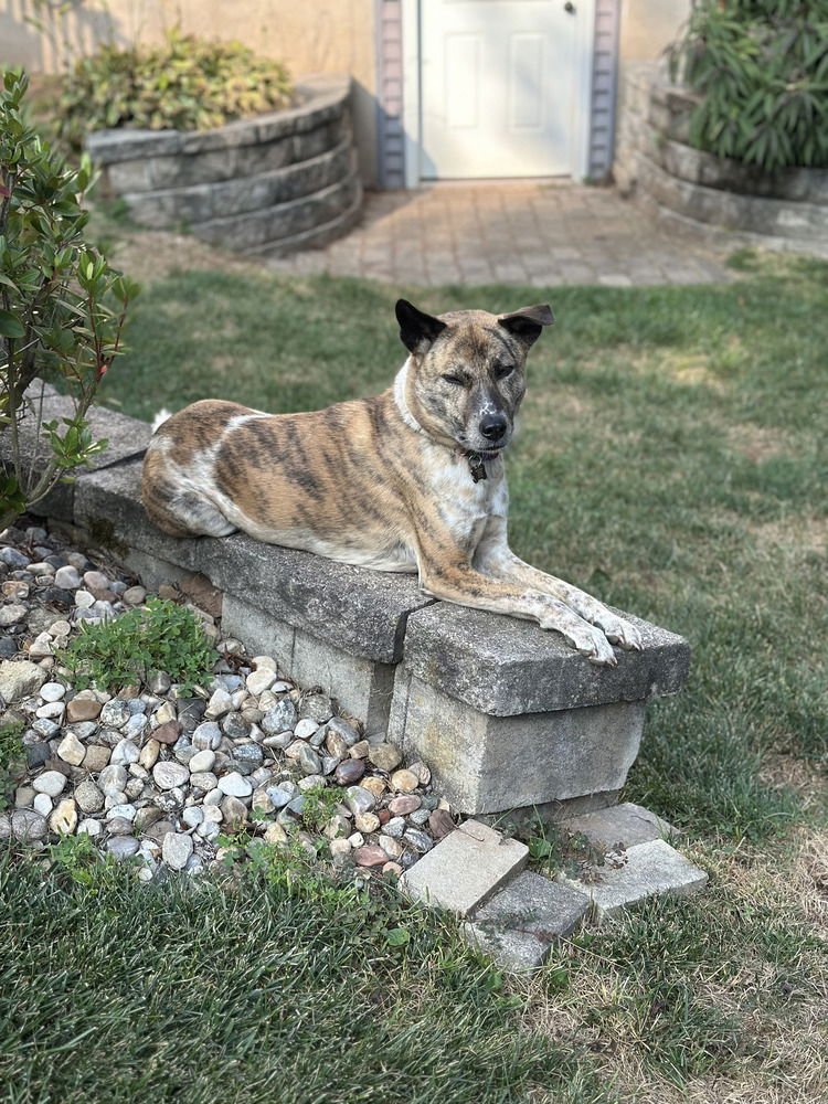 GILI - Akita / Mountain Dog available for adoption