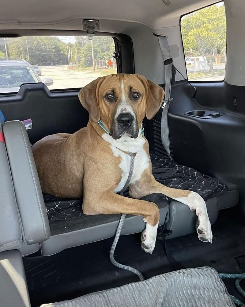 BRODIE - Great Dane / Labrador Retriever available for adoption