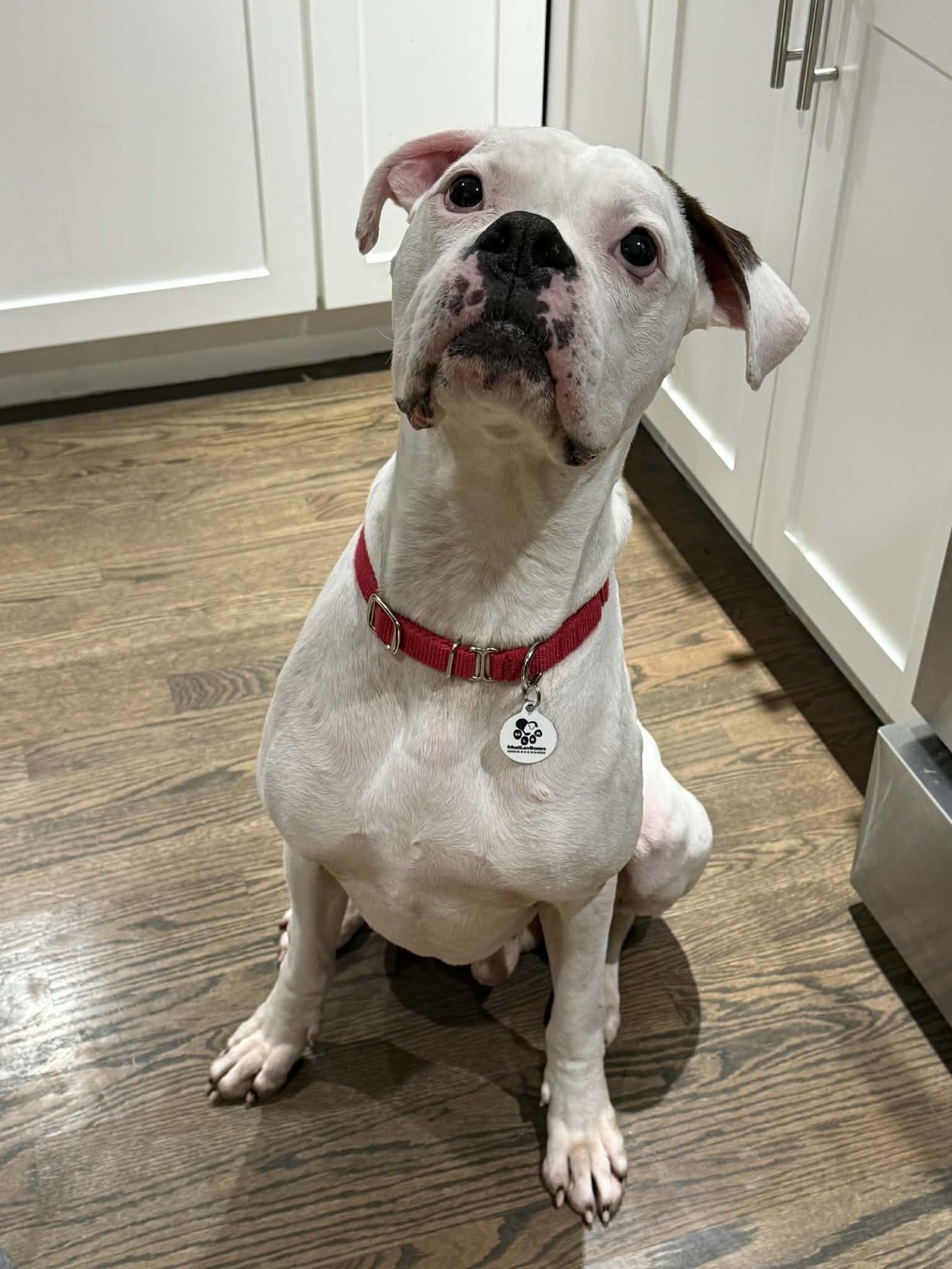 BOSCO - Boxer available for adoption