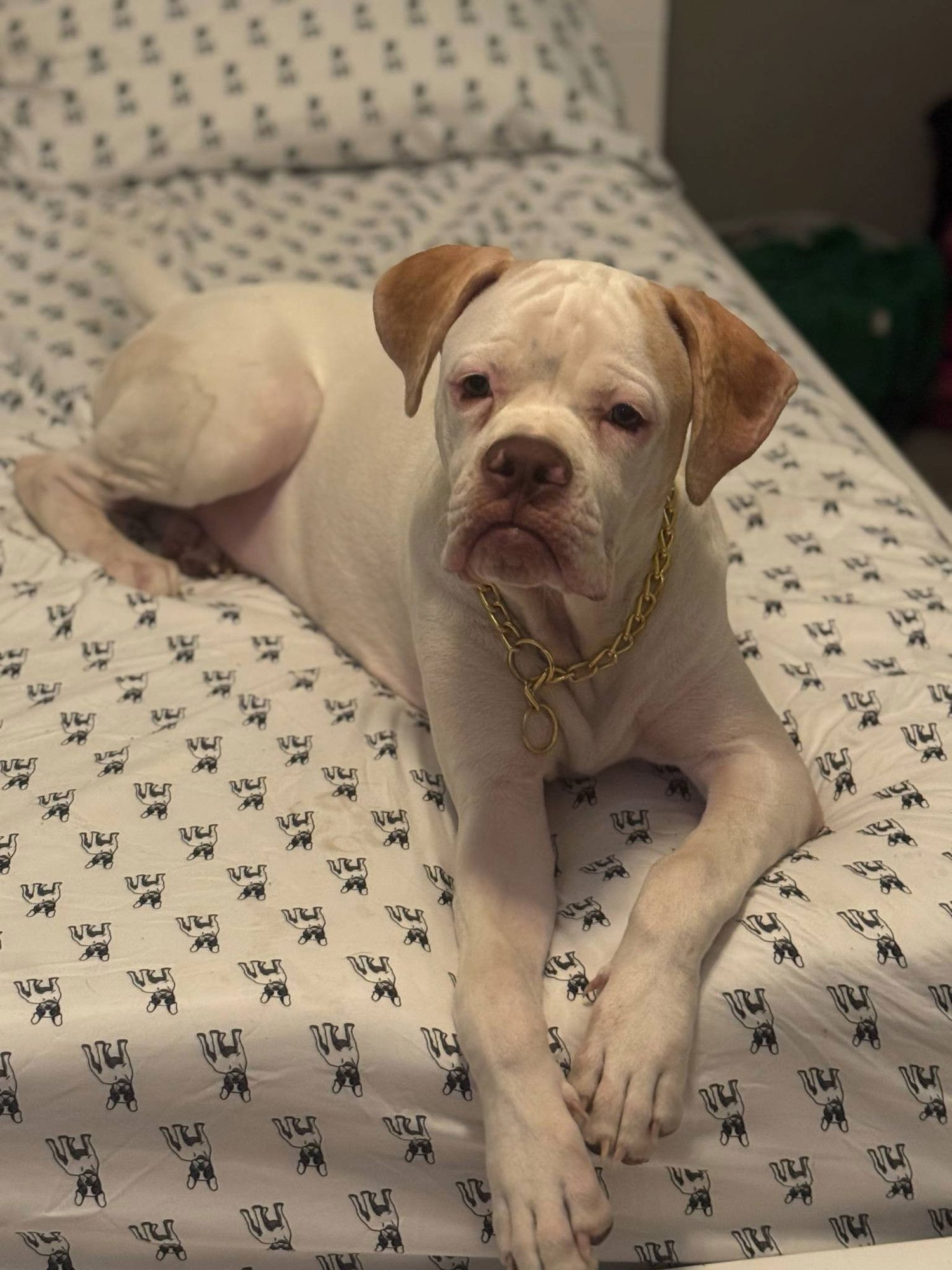 CHANCE - Boxer available for adoption