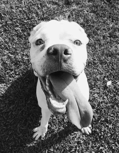 CHANCE - Boxer available for adoption