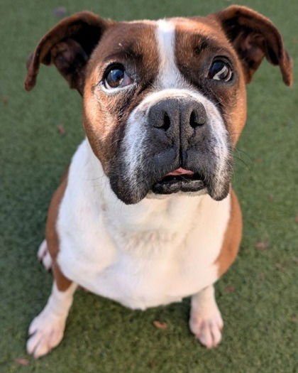 KARDI - Boxer available for adoption