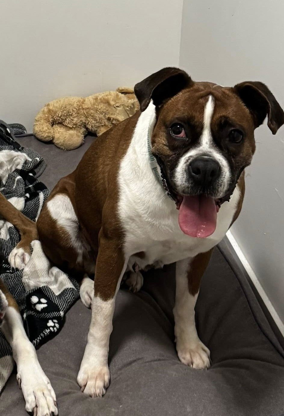 KARDI - Boxer available for adoption