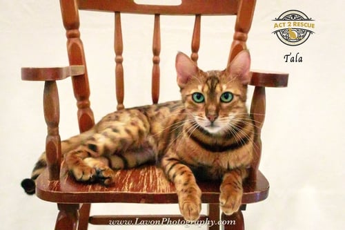 TALA 2 - Bengal / Tiger available for adoption