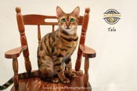 Tala 2 - Photo 5