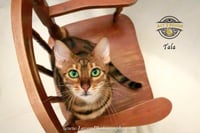 Tala 2 - Photo 3